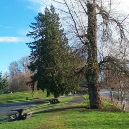 Around Town: Public meetings and online survey for City of  Courtenay Tree Protection Bylaw